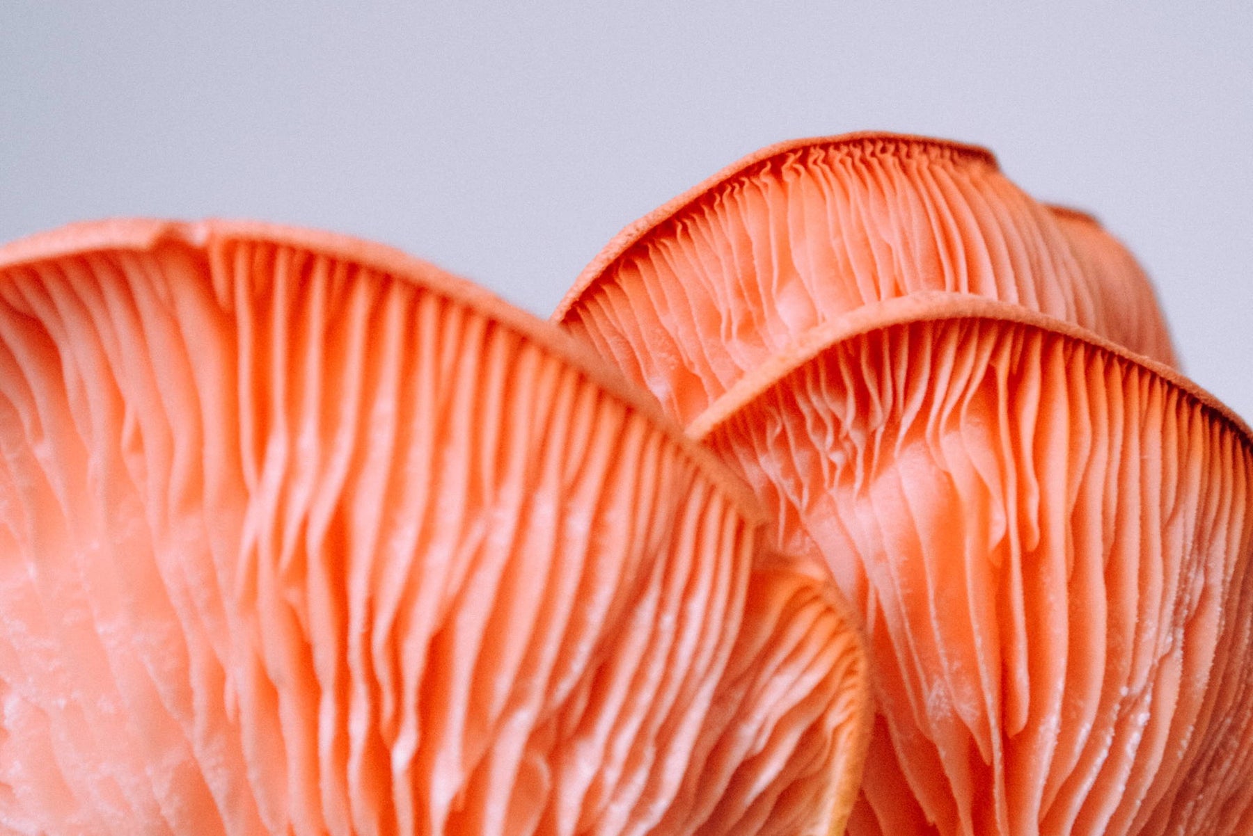 6 Mushrooms That Will Turbo-Charge Your Immune System